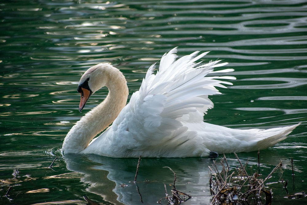 White Swan Images - KibrisPDR