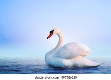 Detail White Swan Images Nomer 14