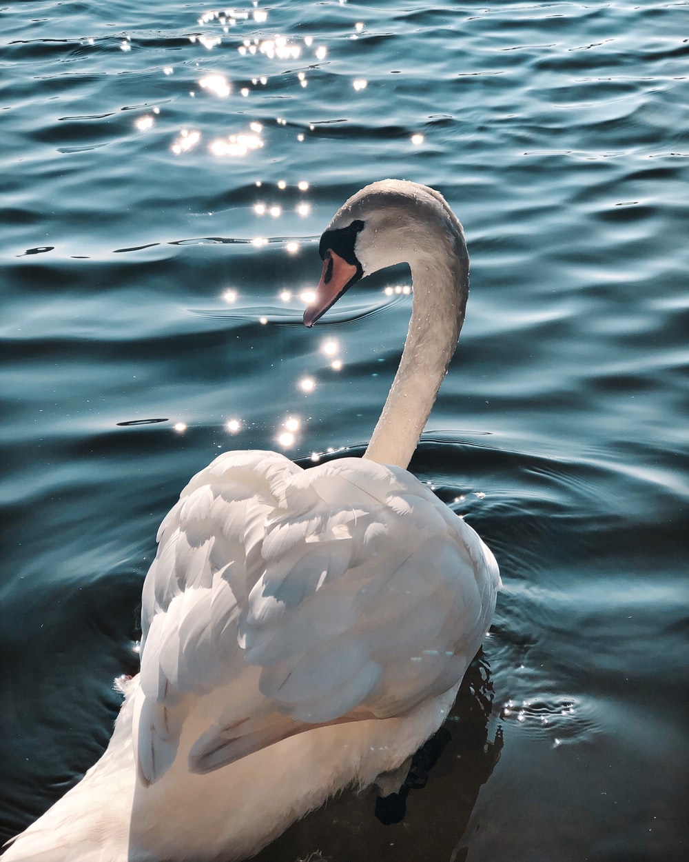 Detail White Swan Images Nomer 16