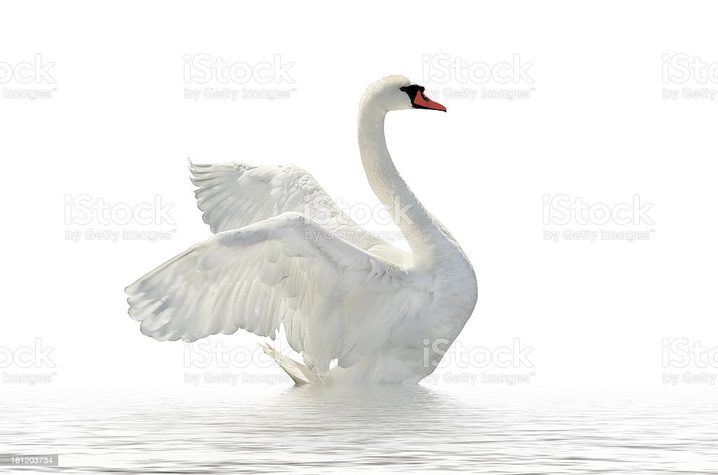 Detail White Swan Images Nomer 9