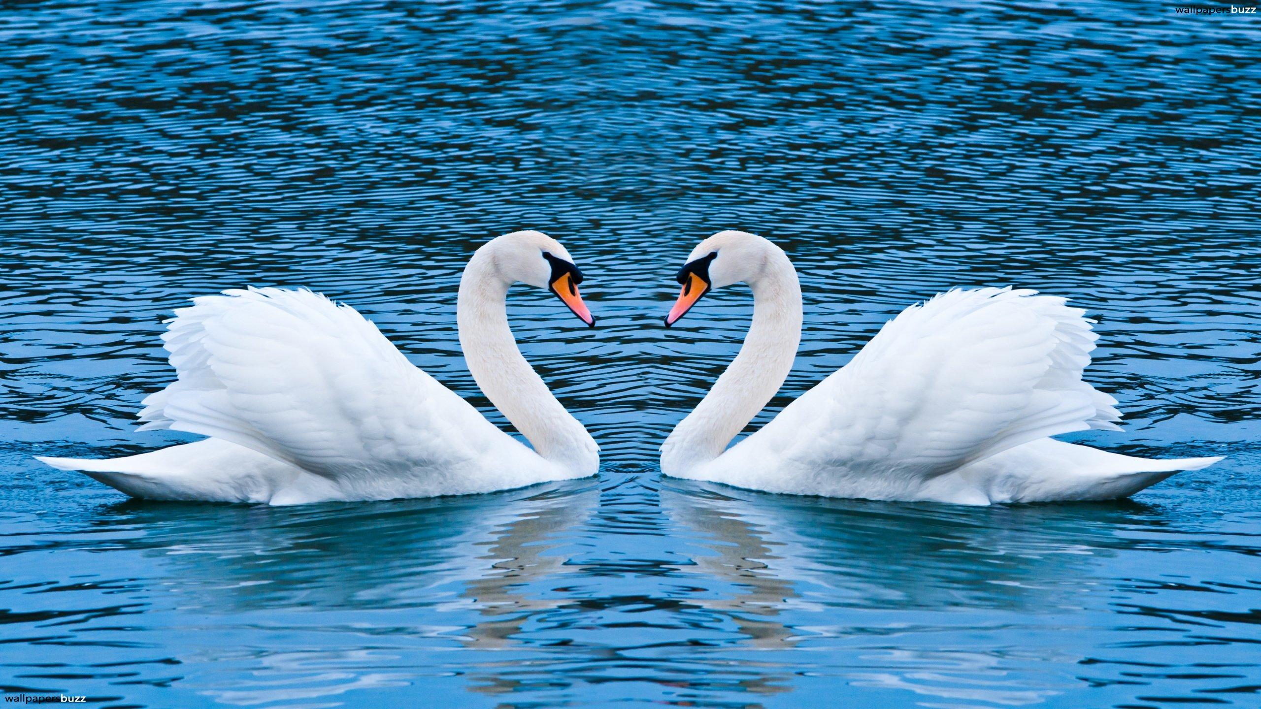 Detail White Swans Images Nomer 14