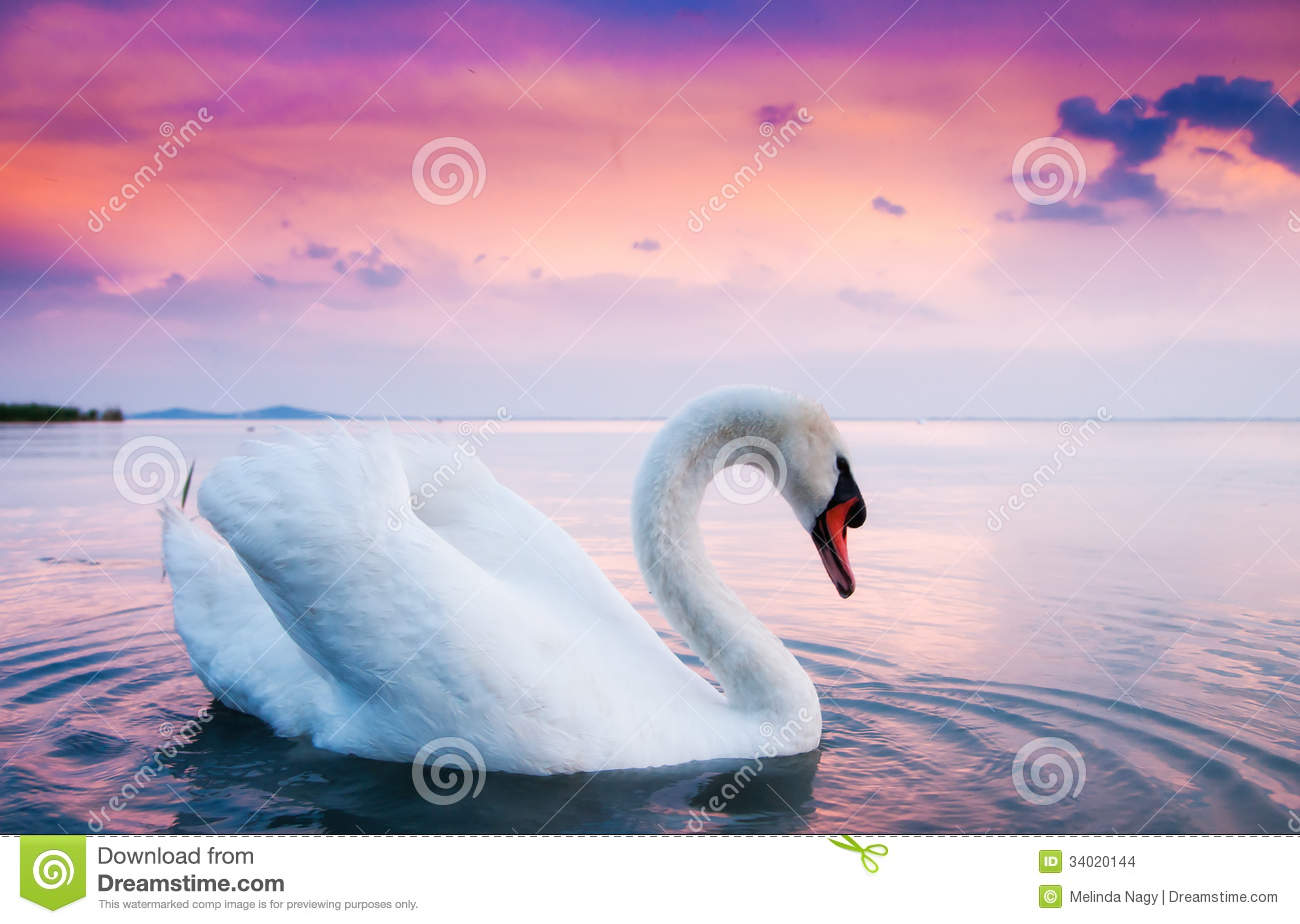 Detail White Swans Images Nomer 30