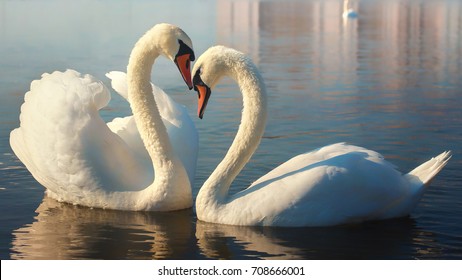 Detail White Swans Images Nomer 32