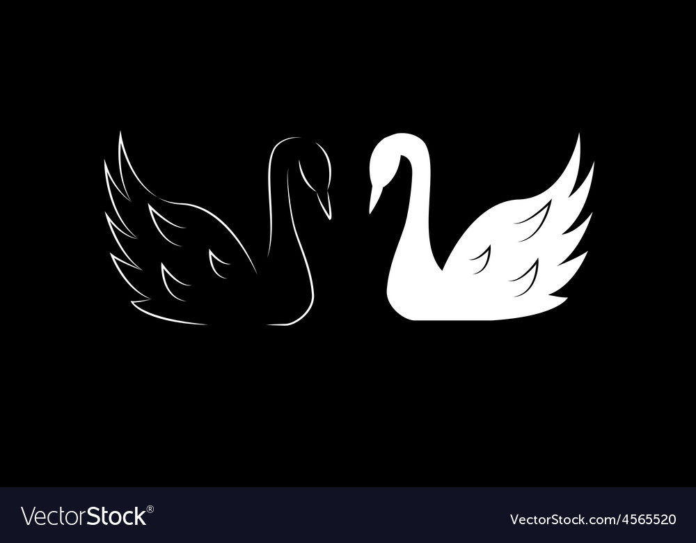 Detail White Swans Images Nomer 33