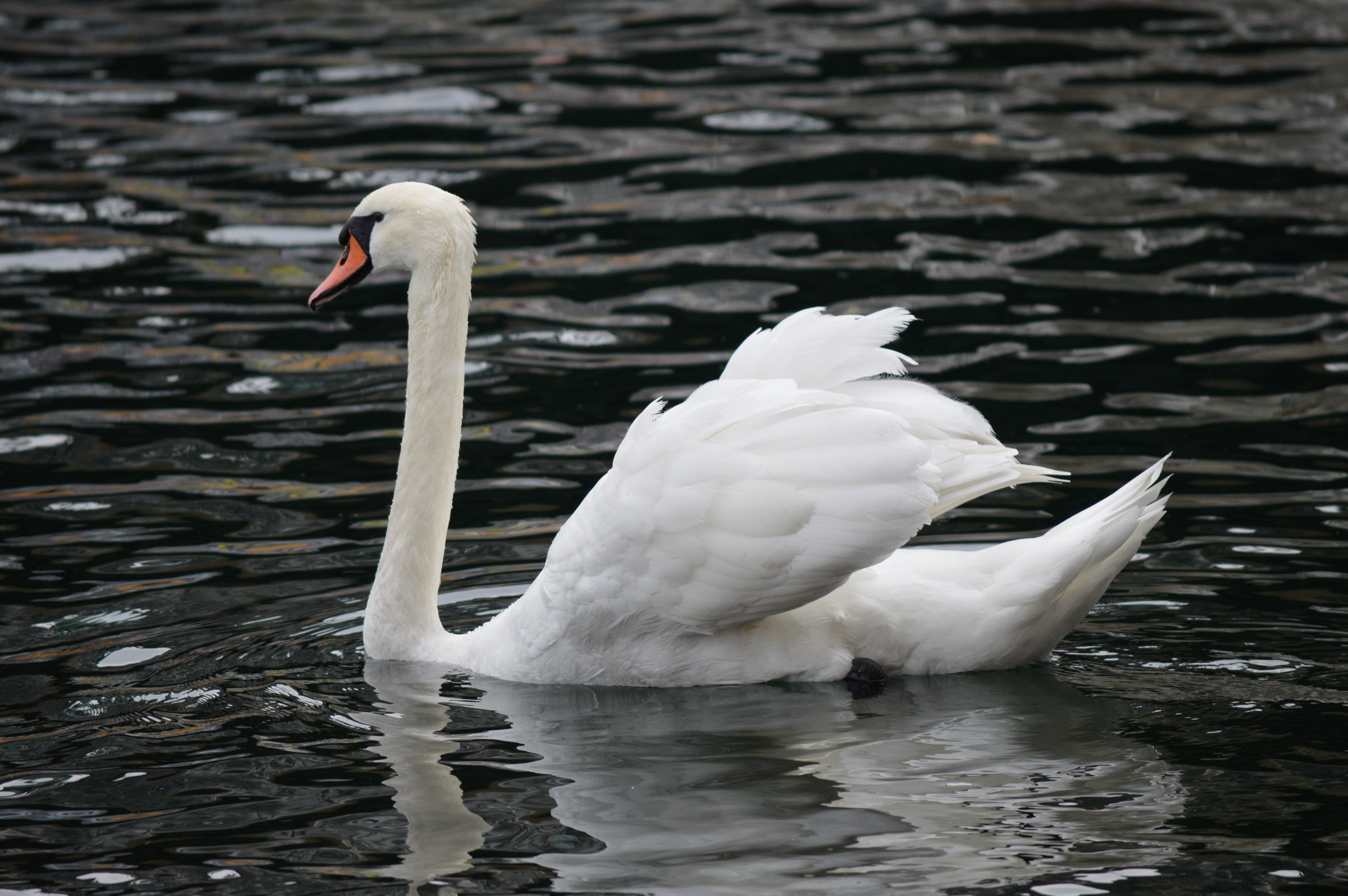 Detail White Swans Images Nomer 36