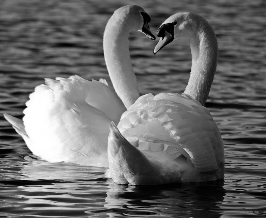 Detail White Swans Images Nomer 48