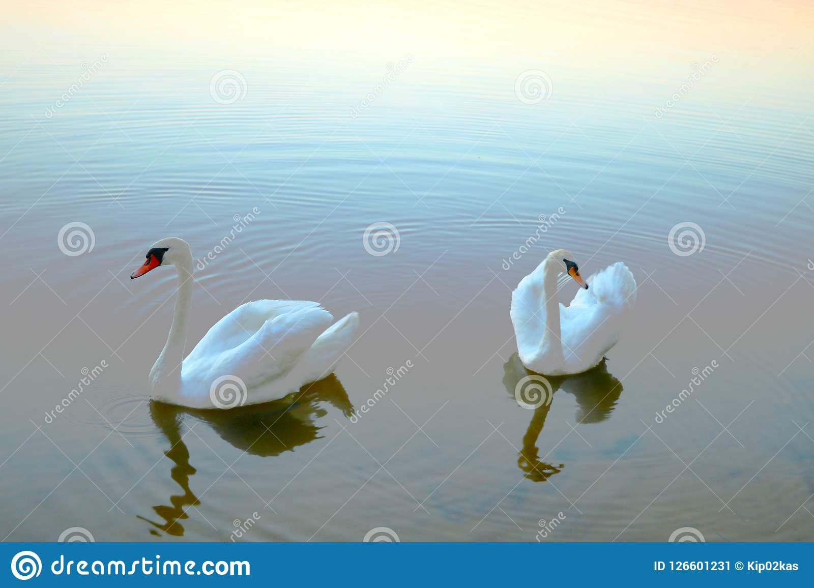 Detail White Swans Images Nomer 53