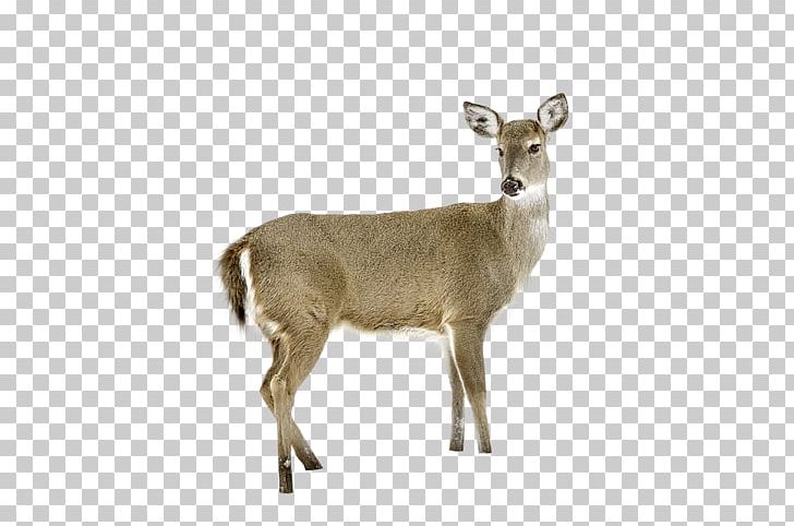 Detail White Tailed Deer Png Nomer 33