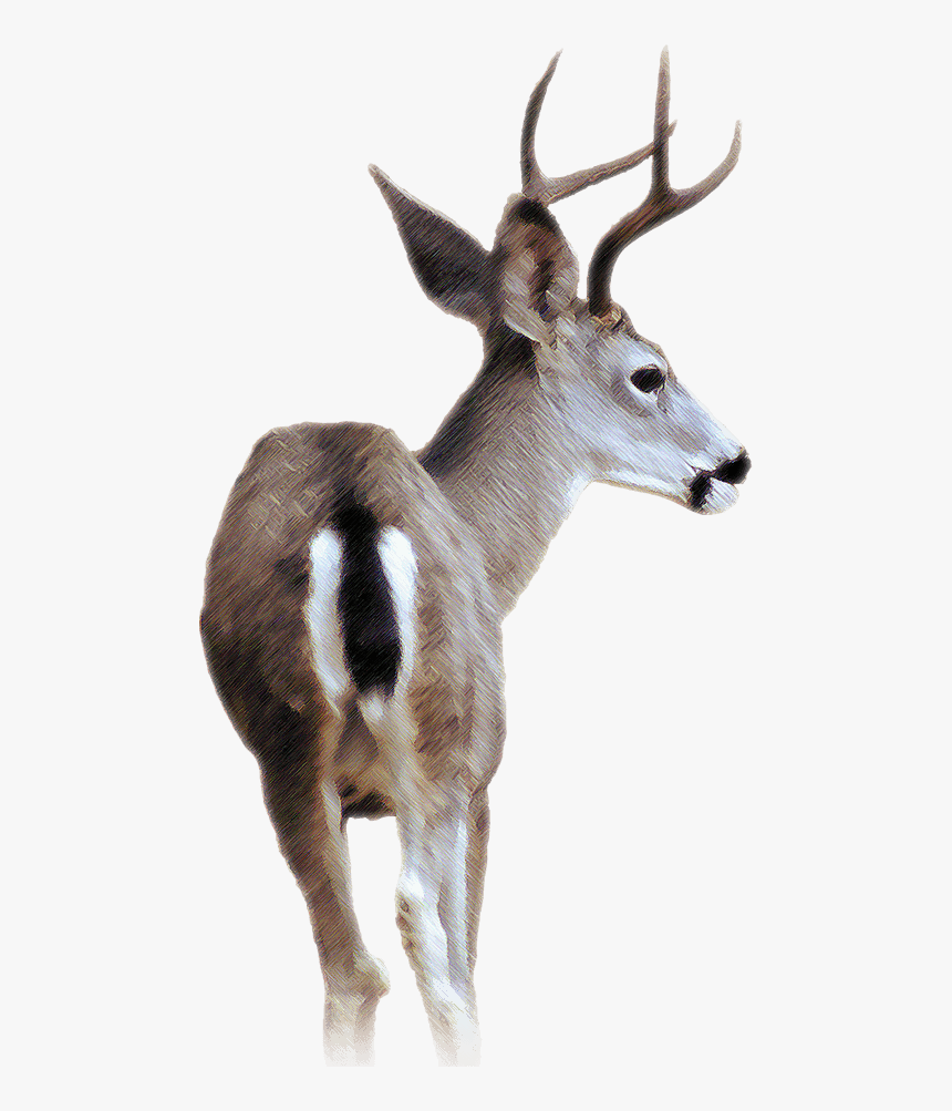 Detail White Tailed Deer Png Nomer 52