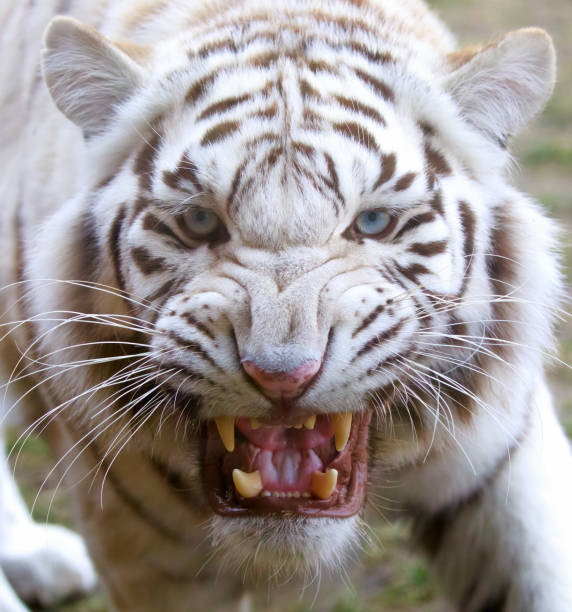 Detail White Tiger Angry Nomer 12