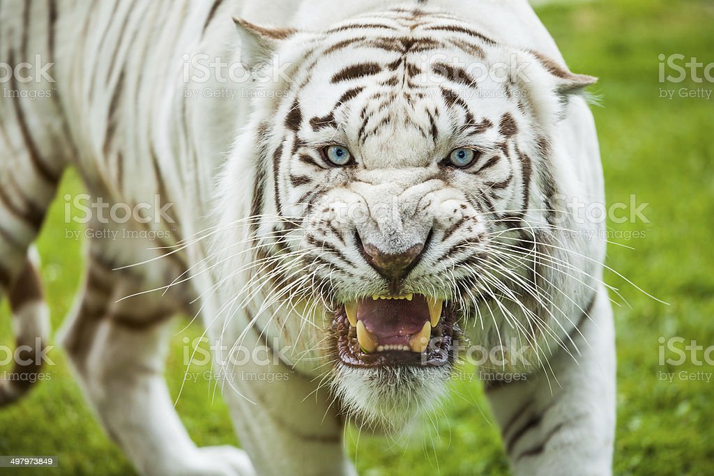 Detail White Tiger Angry Nomer 5