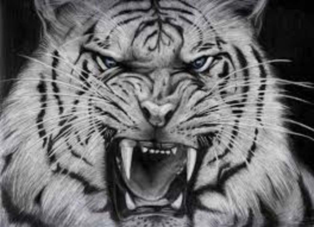 Detail White Tiger Angry Nomer 8