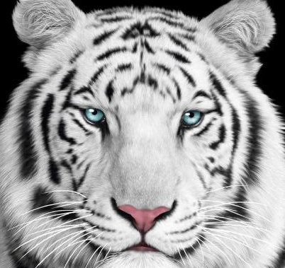 Detail White Tiger Hd Nomer 35
