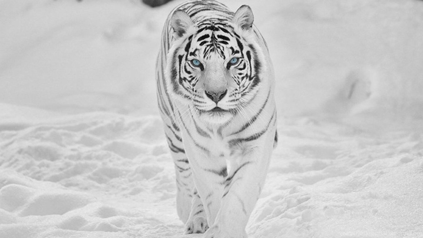 Detail White Tiger Hd Nomer 36
