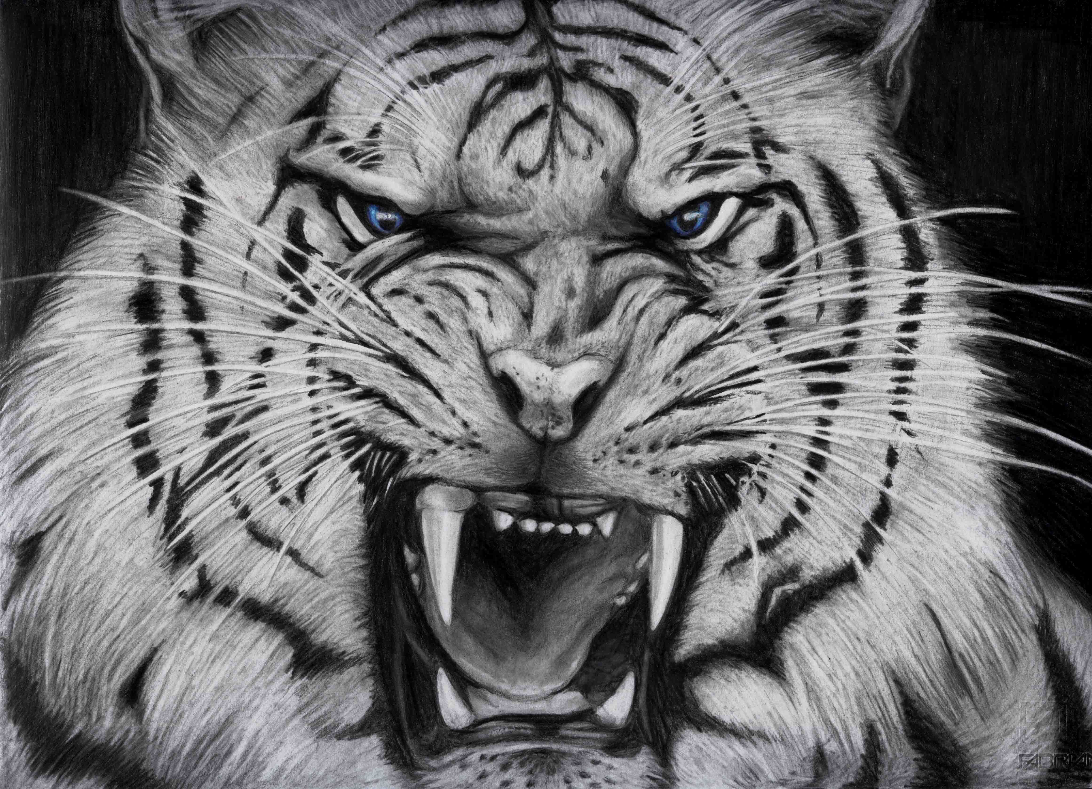 Detail White Tiger Hd Nomer 37