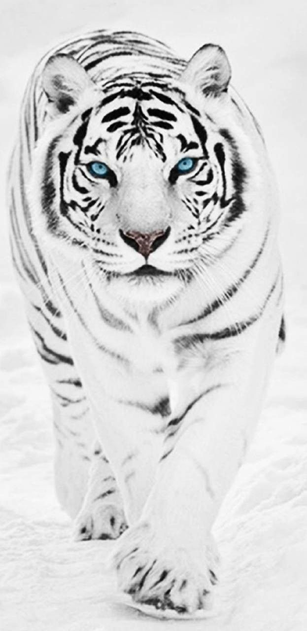 Detail White Tiger Hd Nomer 50