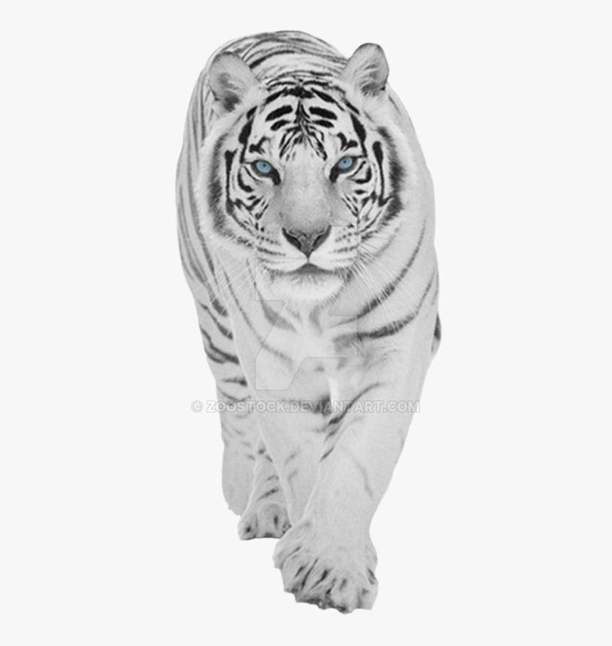 Detail White Tiger Hd Nomer 55