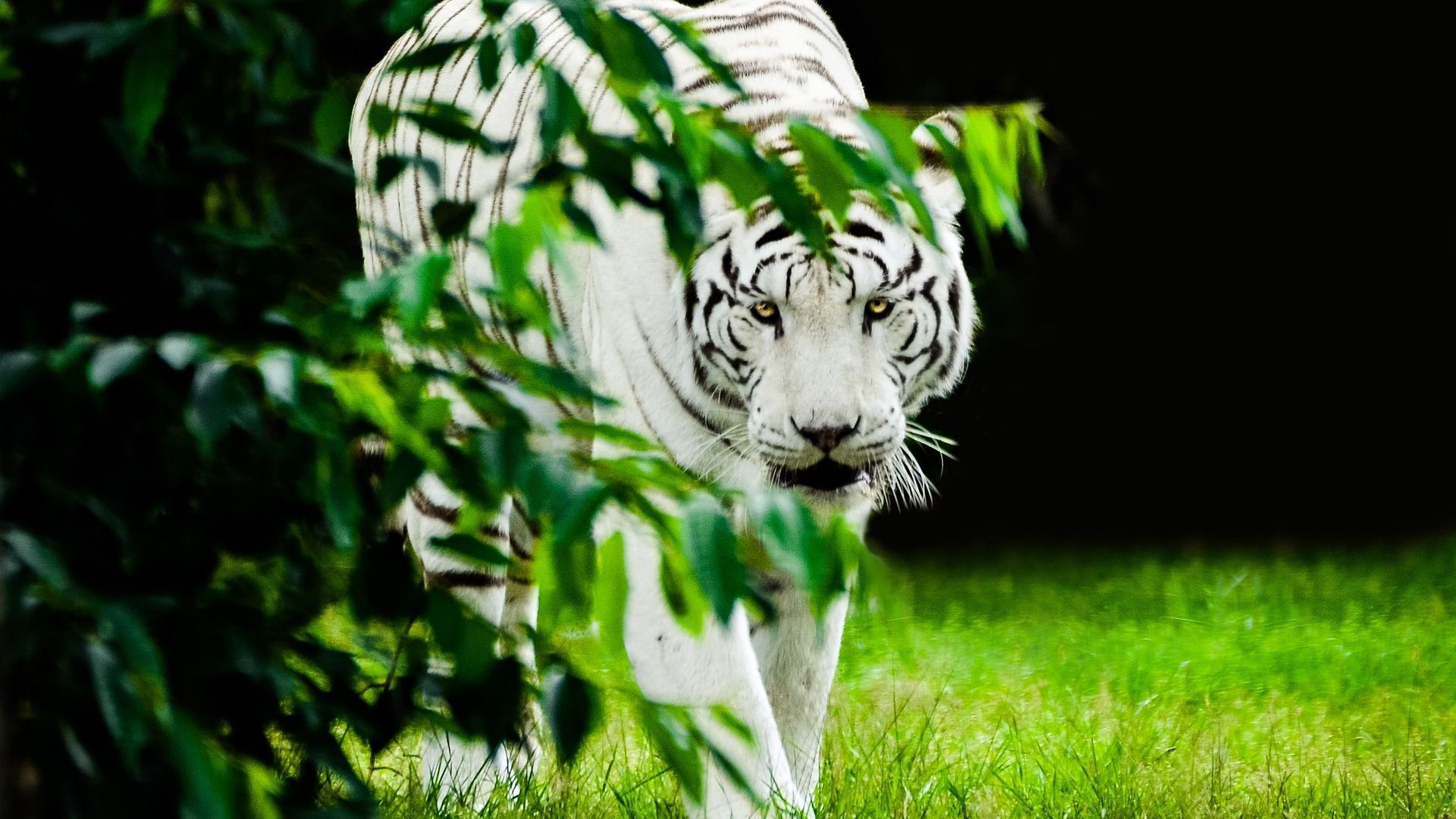 Detail White Tiger Hd Nomer 56