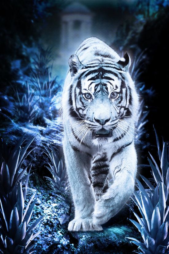 White Tiger Wallpaper - KibrisPDR
