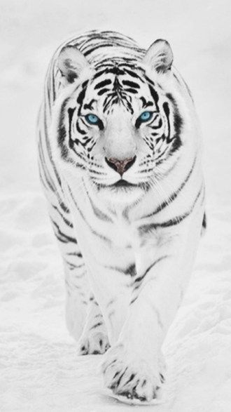 Detail White Tiger Wallpaper Nomer 28