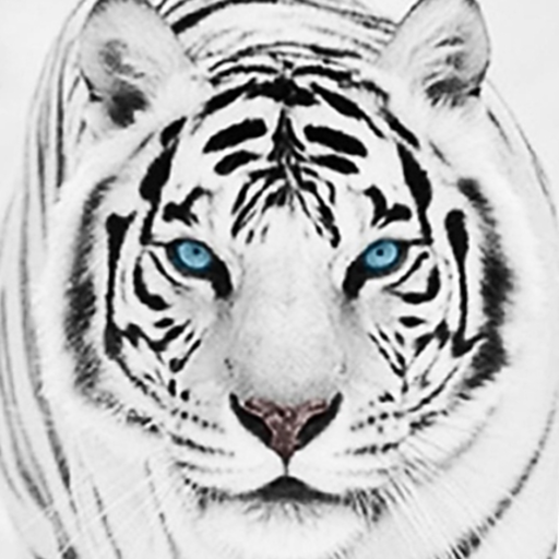 Detail White Tiger Wallpaper Nomer 39