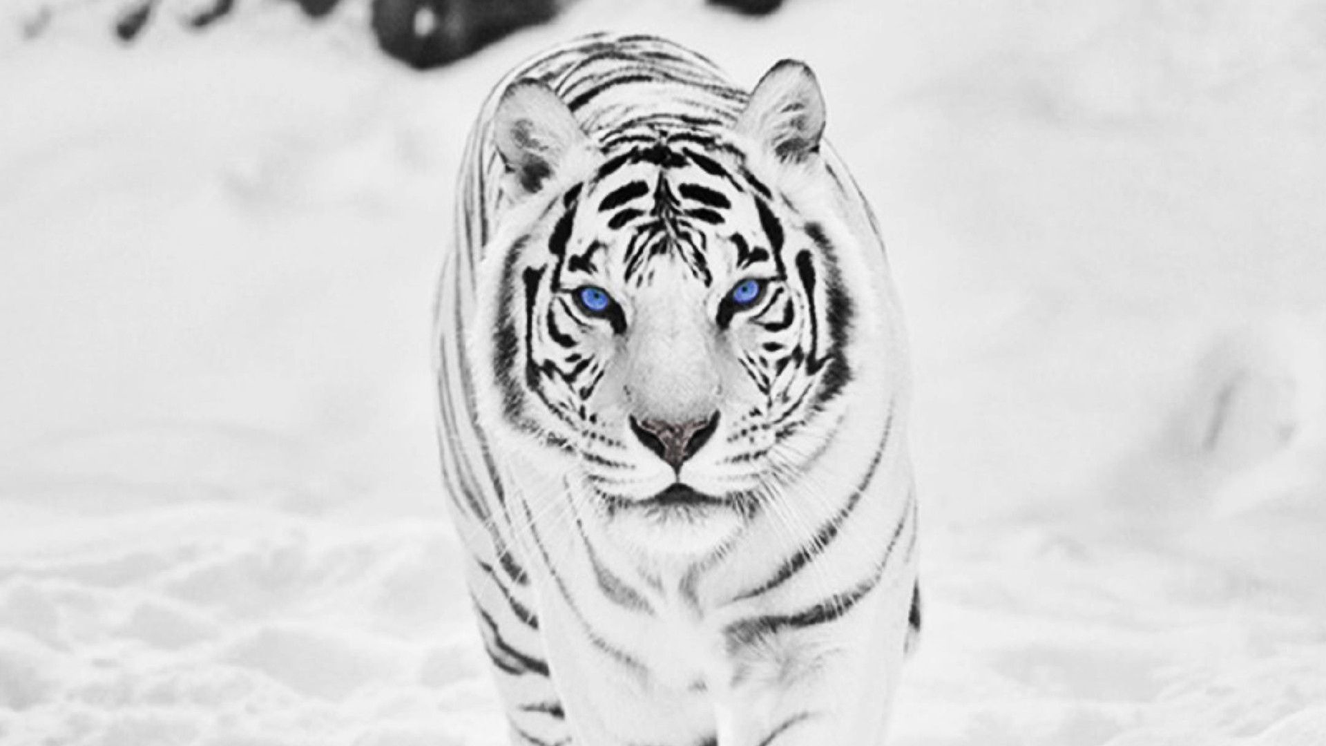 Detail White Tiger Wallpaper Nomer 5