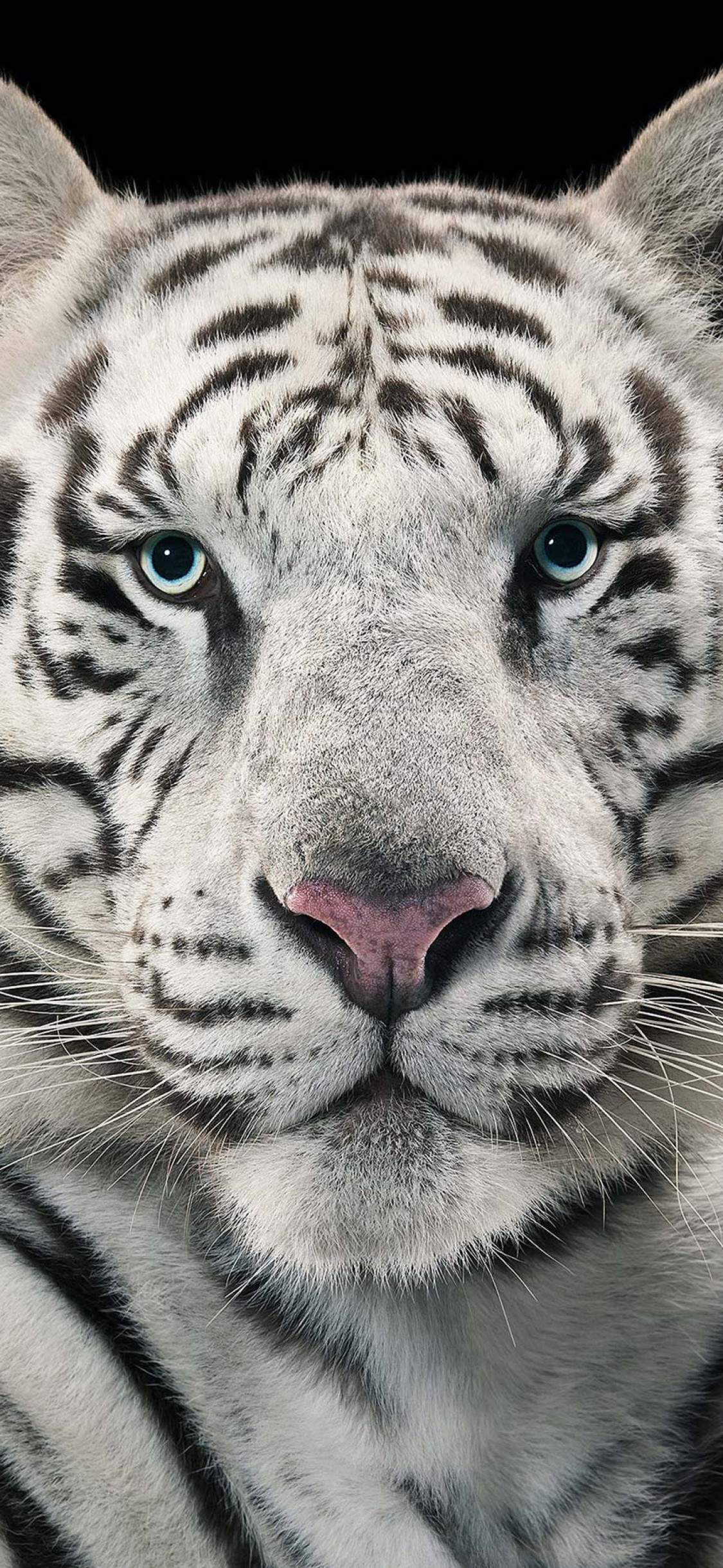 Detail White Tiger Wallpaper Nomer 44