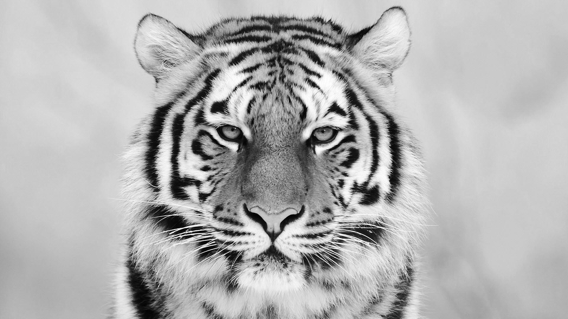 Detail White Tiger Wallpaper Nomer 52