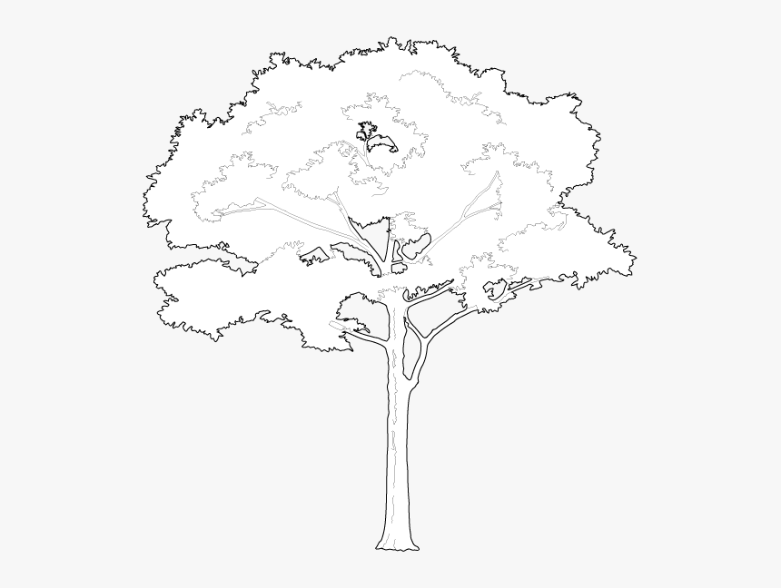 White Tree Png - KibrisPDR