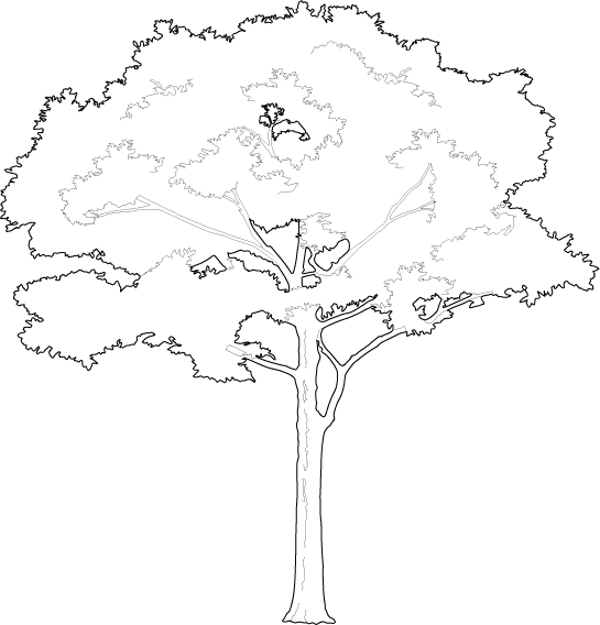 Detail White Tree Png Nomer 10