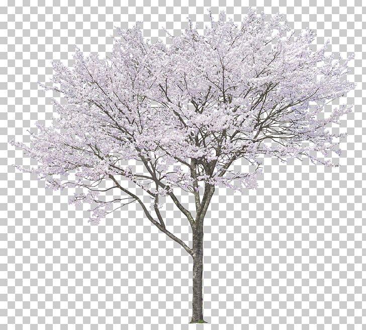 Detail White Tree Png Nomer 18