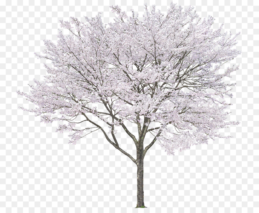 Detail White Tree Png Nomer 38