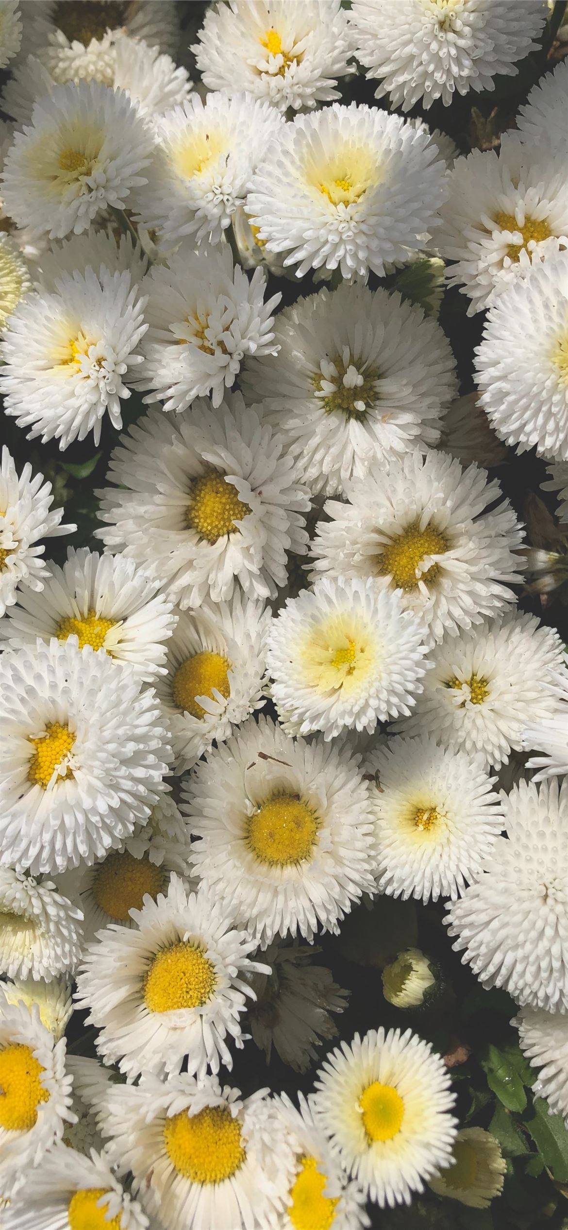 Detail White Tumblr Wallpaper Nomer 26