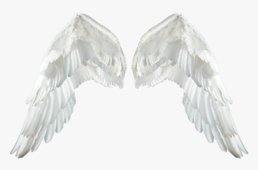 Detail White Wings Png Nomer 12