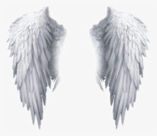 Detail White Wings Png Nomer 22