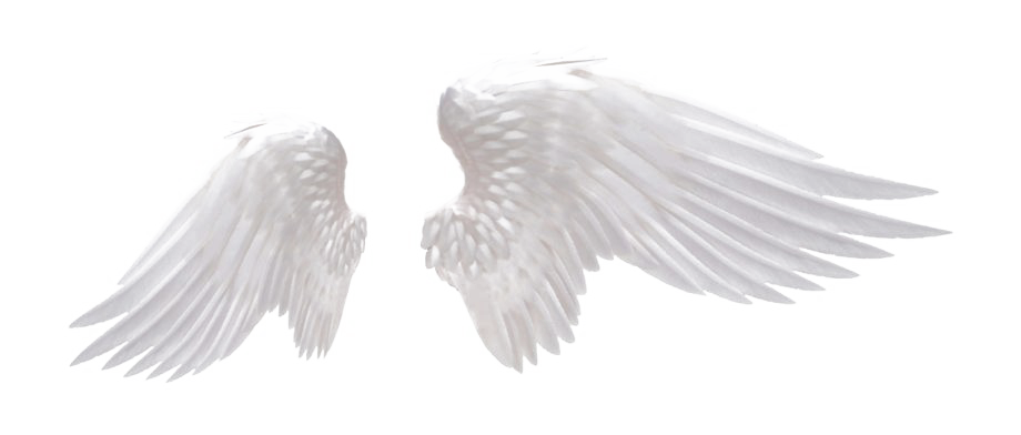 Detail White Wings Png Nomer 27