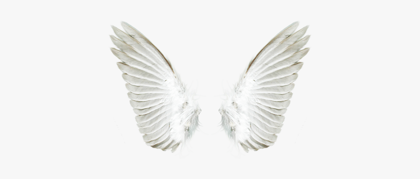 Detail White Wings Png Nomer 33