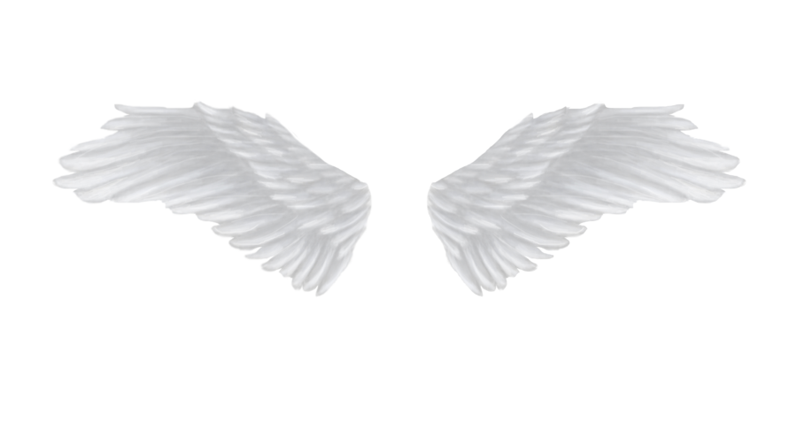 Detail White Wings Png Nomer 37