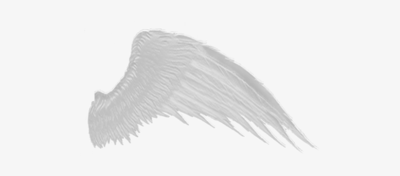 Detail White Wings Transparent Nomer 11