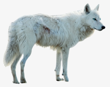 Detail White Wolf Transparent Nomer 2