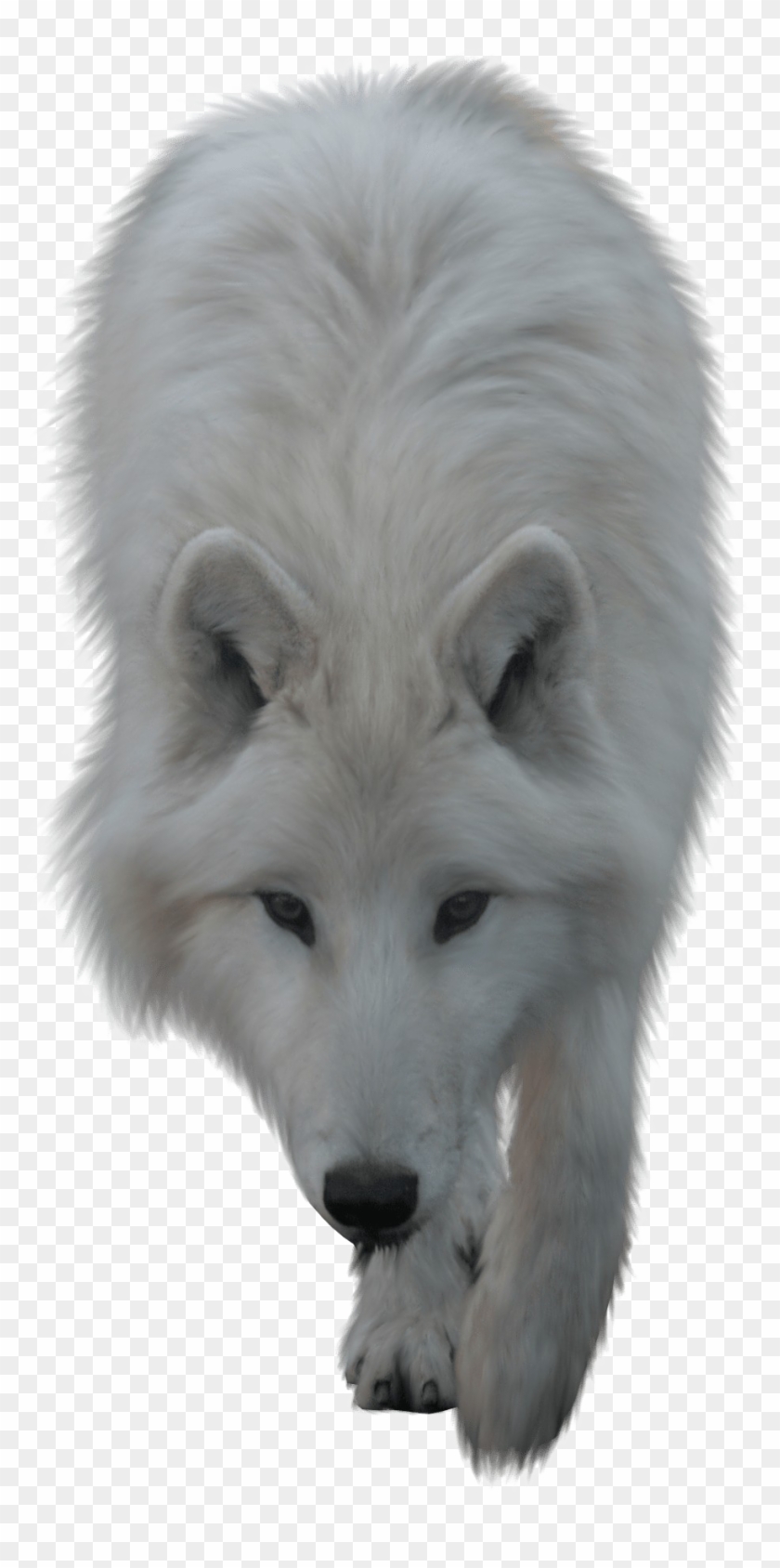 Detail White Wolf Transparent Nomer 14