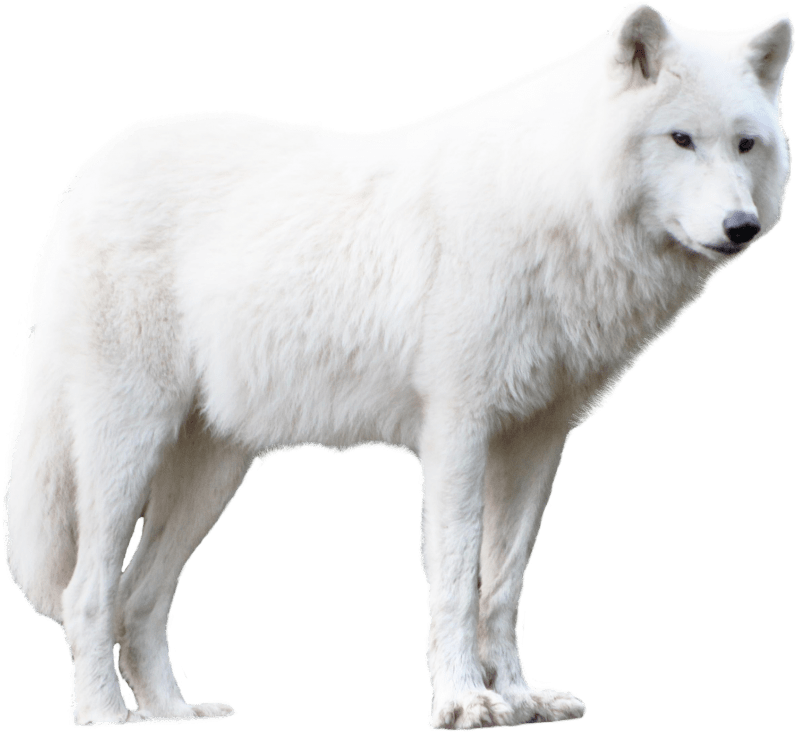 Detail White Wolf Transparent Nomer 15