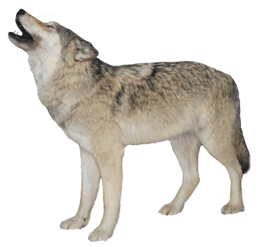 Detail White Wolf Transparent Nomer 19