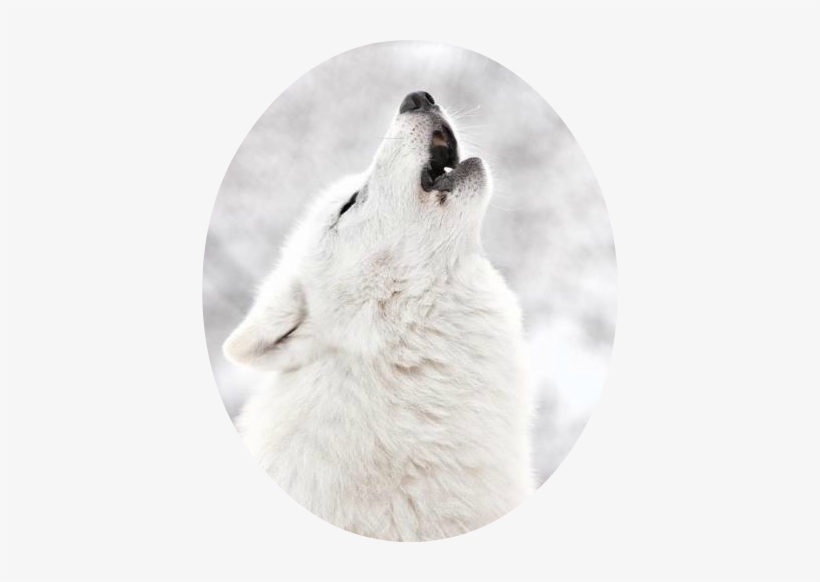 Detail White Wolf Transparent Nomer 21