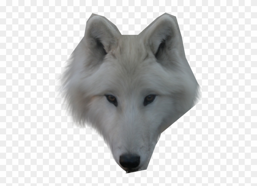 Detail White Wolf Transparent Nomer 25