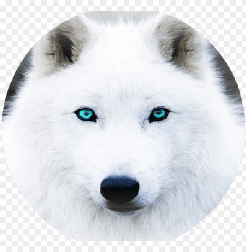 Detail White Wolf Transparent Nomer 26