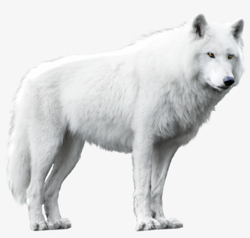 Detail White Wolf Transparent Nomer 4