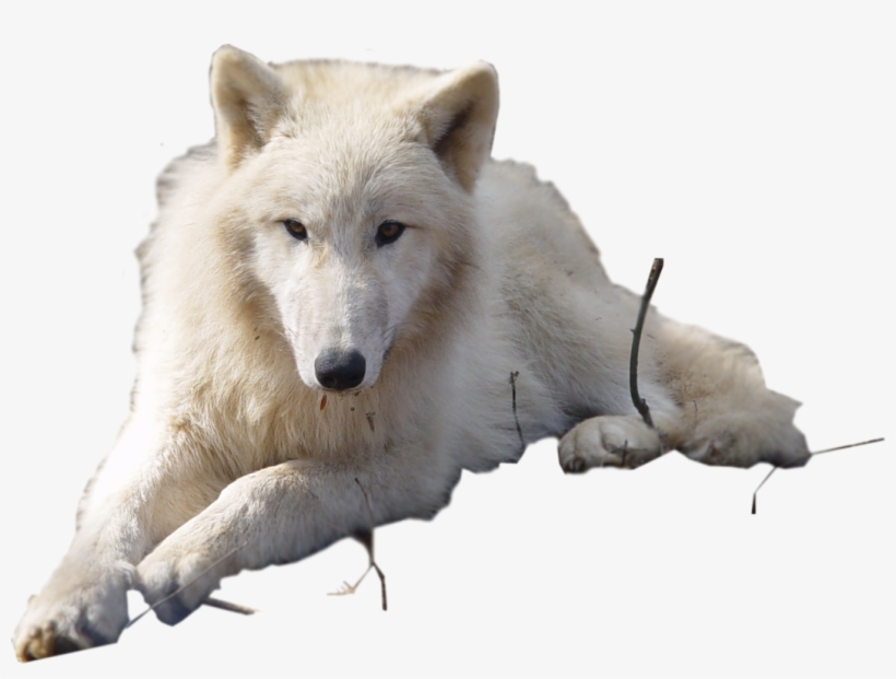 Detail White Wolf Transparent Nomer 28