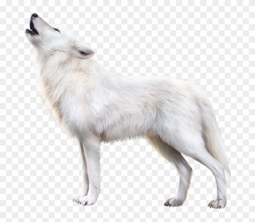 Detail White Wolf Transparent Nomer 31