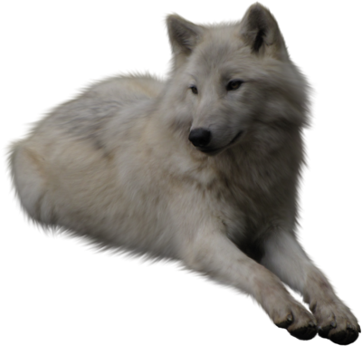 Detail White Wolf Transparent Nomer 33